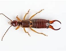 Earwig