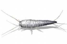 silverfish