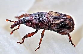 Weevil