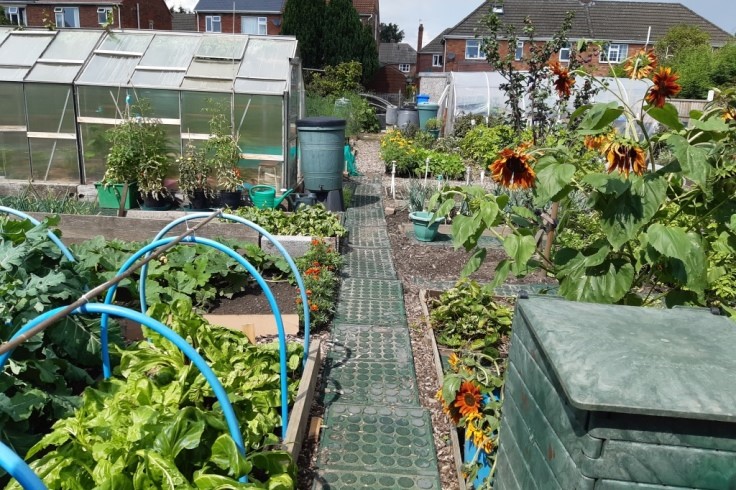 Thriving allotment plot