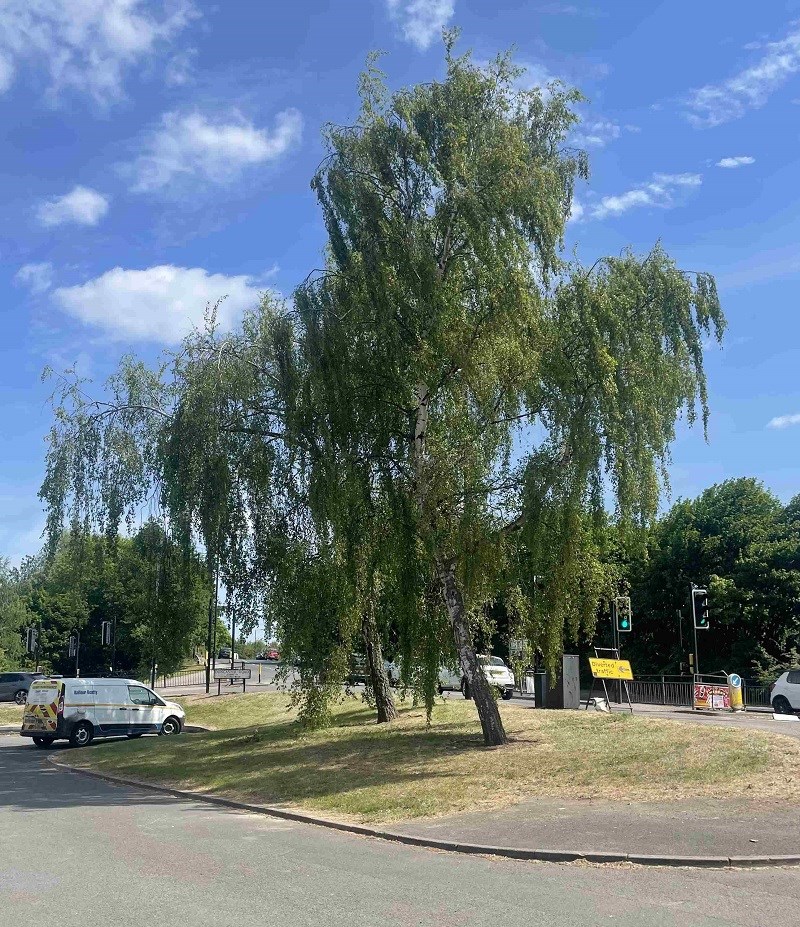 Silver Birch Trees near roadside